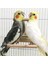 Bir Stil Kuş Ayna Ahşap Interaktif Oyun Oyuncak Egzersiz Tırmanma Papağan Conure Küçük Muhabbet Kuşları Kafes Aksesuarları Parakeet Cockat T7I9 (Yurt Dışından) 4