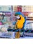 55CM Tarzı Esnek Kuş Standı Oyuncak Asılı Örgülü Kuş Çiğneme Halatı Kavisli Kuş Standı Levrek Kafes Oyuncak Papağanlar Muhabbet Kuşları Parakeets Eğitim Oyuncak (Yurt Dışından) 4