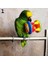 No.1 Stili 1 Adet Renkli Sevimli Evcil Hayvan Kuş Plastik Çiğneme Topu Zincir Kafes Oyuncak Papağan Cockatiel Parakeet Papağan Ayakta Kolye Çan Swin (Yurt Dışından) 1