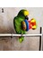 No.1 Stili 1 Adet Renkli Sevimli Evcil Hayvan Kuş Plastik Çiğneme Topu Zincir Kafes Oyuncak Papağan Cockatiel Parakeet Papağan Ayakta Kolye Çan Swin (Yurt Dışından) 4