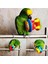 No.1 Stili 1 Adet Renkli Sevimli Evcil Hayvan Kuş Plastik Çiğneme Topu Zincir Kafes Oyuncak Papağan Cockatiel Parakeet Papağan Ayakta Kolye Çan Swin (Yurt Dışından) 5