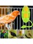 Yeşil Stil 1 Adet Kuş Çiğneme Oyuncağı Papağan Parakeet Muhabbet Kuşu Sultan Papağanı Kafesi Hamak Salıncak Oyuncak Asılı Salıncaklar Kafesi Kuş Oyun Oyuncak Malzemeleri (Yurt Dışından) 5