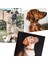 Pembe-Mavi Tarzı S Beden Özel Köpek Tasması Kişiselleştirilmiş Kazınmış Kımlık Tabela Aksesuarları Küçük Orta Büyük Köpekler Için Evcil Hayvan Tasmaları Fransız Bulldog Perro (Yurt Dışından) 4