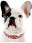 Kırmızı Stil M Boyutu Anti-Bite Çivili Çivili Pet Köpek Tasması Pu Deri Köpekler Için Spor Yastıklı Bulldog Pug Köpek Büyük Köpek Tasmaları Evcil Hayvan Malzemeleri (Yurt Dışından) 3