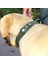 Mavi Stil S Beden Yeni Deri Hava Etiketi Köpek Tasması Pet Ayarlanabilir Yaka Apple Hava Etiketi Konumu Için Lüks Tasarımcı ile Yaka Köpek Hava Etiketi Aksesuarları (Yurt Dışından) 4