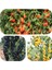 Tüplü Goji Berry Fidanı Paketi (Siyah-Sarı-Kırmızı Tek Pakette) 5
