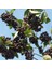Bedava Kargo Nero Siyah Aronya Aronia Chokeberry Fidesi Paper Potta (15-20 Cm) 5 Adet 3