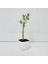 . Saksıda Minyatür Bonsai Yapımına Uygun Hediyelik Zeytin Fidanı (Lüx Saksı) 1