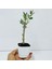 . Saksıda Minyatür Bonsai Yapımına Uygun Hediyelik Zeytin Fidanı (Lüx Saksı) 2