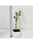 . Saksıda Minyatür Bonsai Yapımına Uygun Hediyelik Zeytin Fidanı (Lüx Saksı) 3