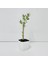 . Saksıda Minyatür Bonsai Yapımına Uygun Hediyelik Zeytin Fidanı (Lüx Saksı) 5