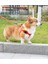 Siyah Stil Evcil Hayvan Ürünleri Köpek Kedi Anti-Kayıp Aydınlık Silikon Kılıf Apple Airtags Için Kapak Evcil Hayvan Yaka Gps Takip Cihazı Koruyucu Apple Airtag Için (Yurt Dışından) 5