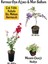 Serada Decor Plant Kırmızı Oya Ağacı Fidanı+Mor Salkım Ağacı Fidanı Mezem Çiçeği Bahçe Peyzaj Seti 1