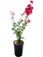 Serada Decor Plant Kırmızı Oya Ağacı Fidanı+Mor Salkım Ağacı Fidanı Mezem Çiçeği Bahçe Peyzaj Seti 3