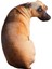 Yetişkinler Için Köpek Oyuncak Noel Hediyeleri Toddlers Hound 50CM (Yurt Dışından) 1