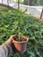 Papaya Meyvesi Fidanı 1