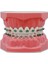 M7010-2 Tarzı Dental Typodont Ortodontik Diş Modeli 1:1 Standart Demo Archwire Ligatür Bağları Metal Parantez Bukkal Tüpler ile Çalışmayı Öğret (Yurt Dışından) 2