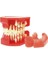 M4010 Tarzı Diş Patolojik Typodont Diş Modeli Periodontoloji Implant Endodontik Çürük Tedavisi Typodont Modeli Yetişkin Çocuk Diş (Yurt Dışından) 4