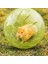 C Desteği Stili 10CM Pet Hamster Egzersiz Plastik Çalışan Tekerlek Mini Taşınabilir Koşu Grounder Oyun Topu Sıçan Fare Egzersiz Tırmanma Oyuncak Oynarken (Yurt Dışından) 2