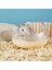 B Tarzı Yeni Hamster Banyo Şeffaf Hamster Fare Evcil Hayvan Tuvaleti Kafes Kutusu Banyo Kum Odası Ayrılabilir Anti-Sıçrama Büyük Uzay Banyo (Yurt Dışından) 3