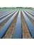 ABK PLASTİK Karpuz Domates Çilek Mulch 100 cm 30 Micron 2