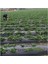 ABK PLASTİK Karpuz Domates Çilek Mulch 100 cm 30 Micron 4