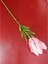 Protea Dal 56CM Dusty Pink Yapay Çiçek Dekoratif Özel Tasarım Pembe Yeşil Elit Premium 1 Adet 1
