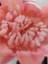 Protea Dal 56CM Dusty Pink Yapay Çiçek Dekoratif Özel Tasarım Pembe Yeşil Elit Premium 1 Adet 2