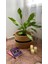 Aglaonema Silver Queen(Çin Herdem Yeşili)Salon Ofis Iç Mekan Bitkisi 1