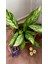 Aglaonema Silver Queen(Çin Herdem Yeşili)Salon Ofis Iç Mekan Bitkisi 2