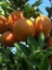 Mandalina Fidanı (Kıbrıs Mandalinası) Citrus reticulata Ortanique, 60-80 cm, Tüplü 1