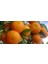 Mandalina Fidanı (Kıbrıs Mandalinası) Citrus reticulata Ortanique, 60-80 cm, Tüplü 2