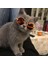 No.5 Tarzı Kedi Güneş Gözlüğü Kişilik Komik Şapkalar Köpek Yansıtıcı Güneş Gözlüğü Oyuncak Evcil Hayvan Aksesuarları Kedi Gözlükleri Evcil Hayvan Oyuncakları Kedi Aksesuarları (Yurt Dışından) 2