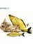 Saury 30CM Tarzı Balık Pet Yumuşak Peluş 3D Fape Kedi Oyuncak Balık Catnip Oyuncaklar Dolması Yastık Bebek Simülasyon Interaktif Hediyeler Balık Pet Için Oyuncak Oynayan (Yurt Dışından) 2
