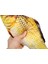 Saury 30CM Tarzı Balık Pet Yumuşak Peluş 3D Fape Kedi Oyuncak Balık Catnip Oyuncaklar Dolması Yastık Bebek Simülasyon Interaktif Hediyeler Balık Pet Için Oyuncak Oynayan (Yurt Dışından) 5