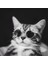 No.8 Stili Sevimli Vintage Yuvarlak Kedi Güneş Gözlüğü Pet Fotoğrafları Sahne Yansıma Gözlük Kediler Için Gözlük Küçük Köpek Pet Köpek Kedi Aksesuarları (Yurt Dışından) 5