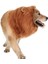 No.4 Tarzı 74CM Pet Köpek Aslan Yelesi Peruk Saç Dekor Köpek Peruk Saç Kostüm Büyük Orta Küçük Köpek Cadılar Bayramı Hediyesi Için Cosplay Komik Şapka Pet Giyim (Yurt Dışından) 5