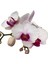 - Phalaenopsis 'Gibraltar' (Beyaz Orkide) 1