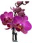 - Phalaenopsis 'Vienna' (Fuşya Orkide) 1
