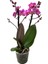 - Phalaenopsis 'Vienna' (Fuşya Orkide) 2