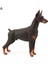 Doberman Pinscher Modeli Bilişsel Yetenek Çapaksız Kokusuz Aksiyon Figürü Oyuncak Doberman Pinscher Çocuklar Için (Yurt Dışından) 1