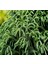 Cryptomeria Japonica Japon Kadife Çamı Fidanı 40/60 cm 2