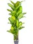 Yapay Ağaç Difenbahya Gerçek Dokulu 47 Yaprak 180 Cm. 1