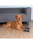 Köpek Çorabı Kaymaz S-M 2 Adet 2