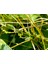 Ikşut Otu Sirkesi/cuscuta Convolvulaceae Vinegar (Doğal Fermente Canlı Sirke / Nat. Ferm./ 500 ml) 2