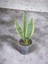 Paşa Kılıcı Peygamber Kılıç Çiçeği (Sansevieria Trifasciata) Ev Ofis Salon Bitkisi 40-50 cm Tek Kök 1