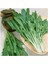 Endive Catalogna Emerald Tohumu (100 tohum) 1