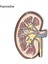 P447 Hanreshe Böbrek Anatomisi Broş Emaye Yaka Iğnesi Tıbbi Takı Rozeti Biyoloji Hediye Doktor Hemşire Tıp Öğrencisi (Yurt Dışından) 2