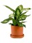 Difenbahya Bitkisi (Dieffenbachia Compacta) Ruby Terra Cotta Saksılı 30-40CM 1