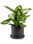 Difenbahya Bitkisi (Dieffenbachia Compacta) Ruby Antrasit Saksılı 30-40CM 1